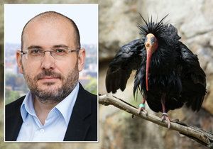 Z voliéry v pražské zoo odletělo 18 ibisů. Prvního se podařilo chytit poté, co reportér Blesk.cz zavolal řediteli Bobkovi, že pták se prochází po ulici v Holešovicích.