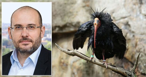 Z pražské zoo uletělo 18 ibisů. Prvního odchytili u redakce Blesk.cz