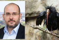 Z pražské zoo uletělo 18 ibisů. Prvního odchytili u redakce Blesk.cz