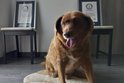 Portugalský pes Bobi byl zbaven titulu nejstaršího psa světa zapsaného v Guinnessově knize rekordů. Ten mu komisaři odebrali poté, co nedokázali prokázat jeho skutečný věk.