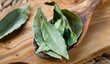 Jak připravit čaj z bobkového listu?