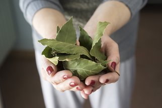 Skrytý poklad z vaší kuchyně: S jakými nemocemi vám pomůže čaj z bobkového listu?