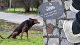 Žižkované si stěžují: Psí hovínka si nosíme na botách domů. Co na to radnice?