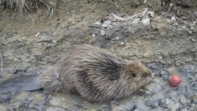 Podívanou měli ve Střílkách na Kroměřížsku. Sem zabloudil zmatený malý bobr z potoka Kyjovka.