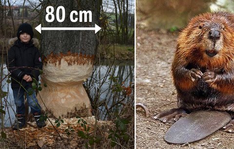 Přemnožení bobři na Moravě ničí stromy: To nebyl dřevorubec!