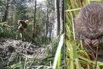 Policisté hledají ničitele bobří hráze, díky které u Nýřan na Plzeňsku vzniká unikátní mokřad.