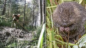 Bobr zvítězil! Unikátní mokřad na Plzeňsku, který ničil vandal, bude přírodní rezervací 