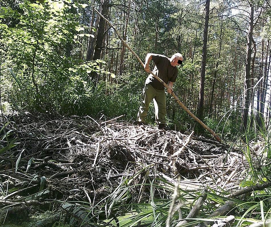 Fotopast ochránců přírody zachytila muže, který bobří hráz úmyslně poničil.