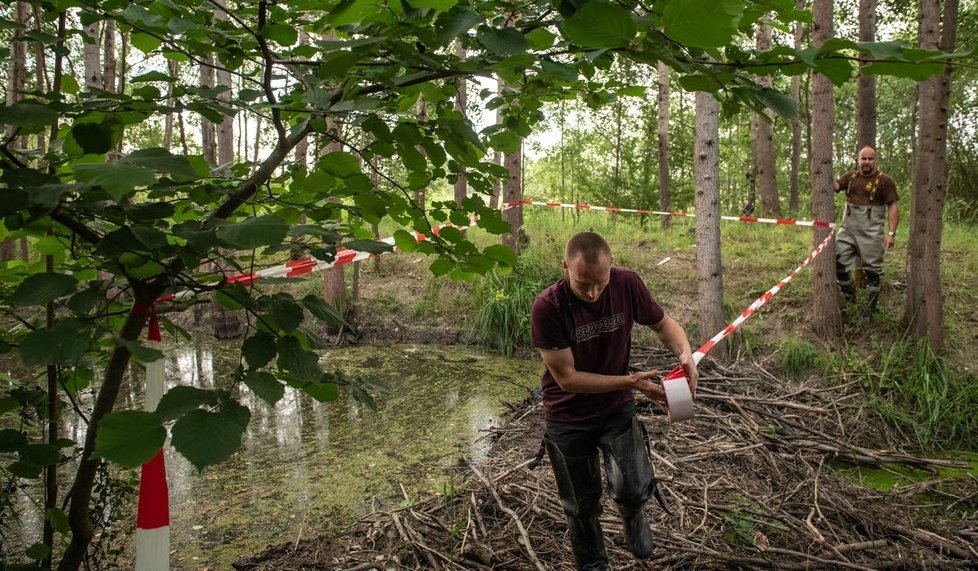 Ochránci přírody opravili poničenou bobří hráz u Nýřan na Plzeňsku.