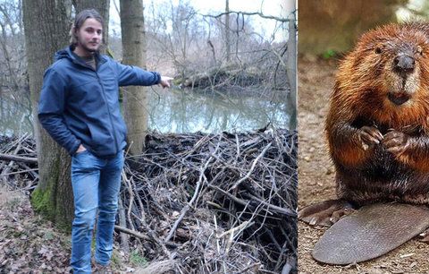 Bobři převezli majitele pozemků: Místo lesa bude mít Lukáš (27) jezera a vůbec mu to nevadí