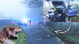 Bobr-záškodník! Ohlodal strom, který spadl na silnici: V Domažlicích se kvůli němu srazila auta