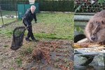 Ochránce zvířat na Plzeňsku zaměstnal odchyt dvou mladých bobrů.