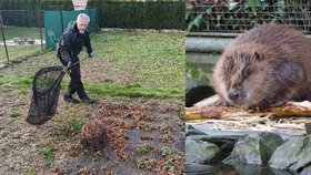 Mladí bobři si hledali rajón: Jeden vyrazil k hospodě, druhý do školy