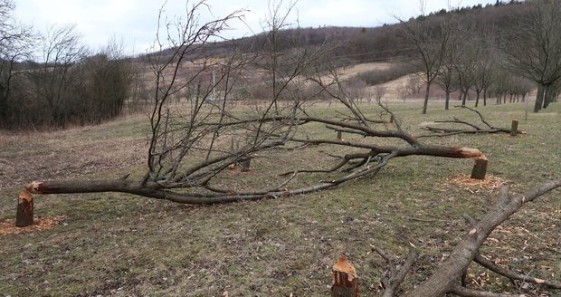 Bobři devastují ve velkém trnky i stromy rostoucí podél potoků na Horňácku.