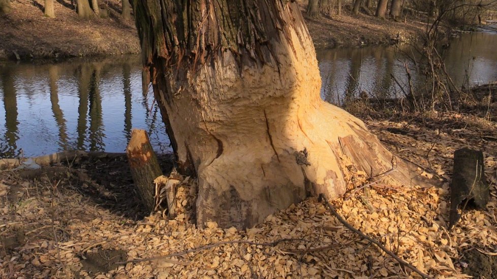 Bobři devastují ve velkém trnky i stromy rostoucí podél potoků na Horňácku.