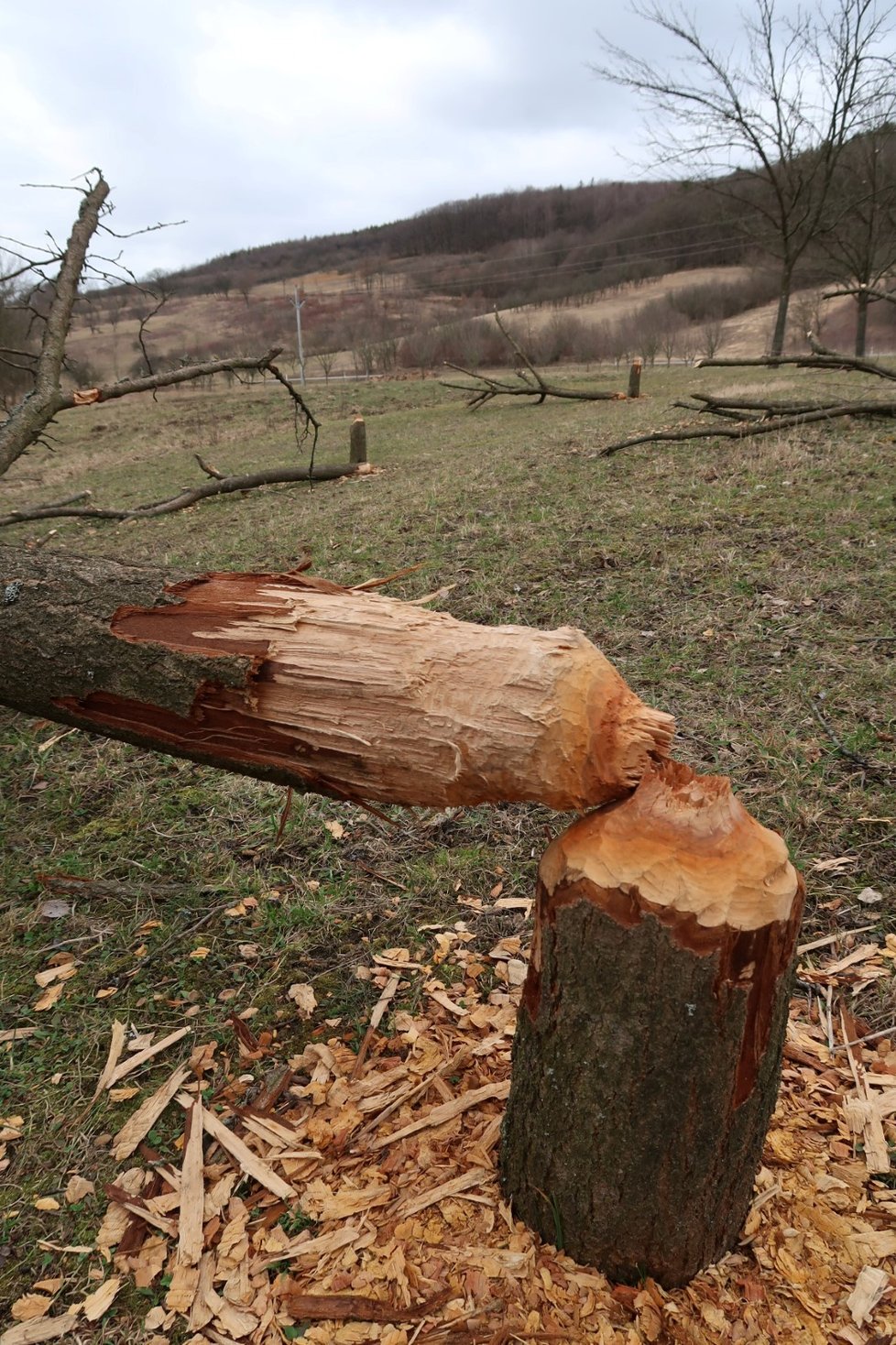 Bobři devastují ve velkém trnky i stromy rostoucí podél potoků na Horňácku.