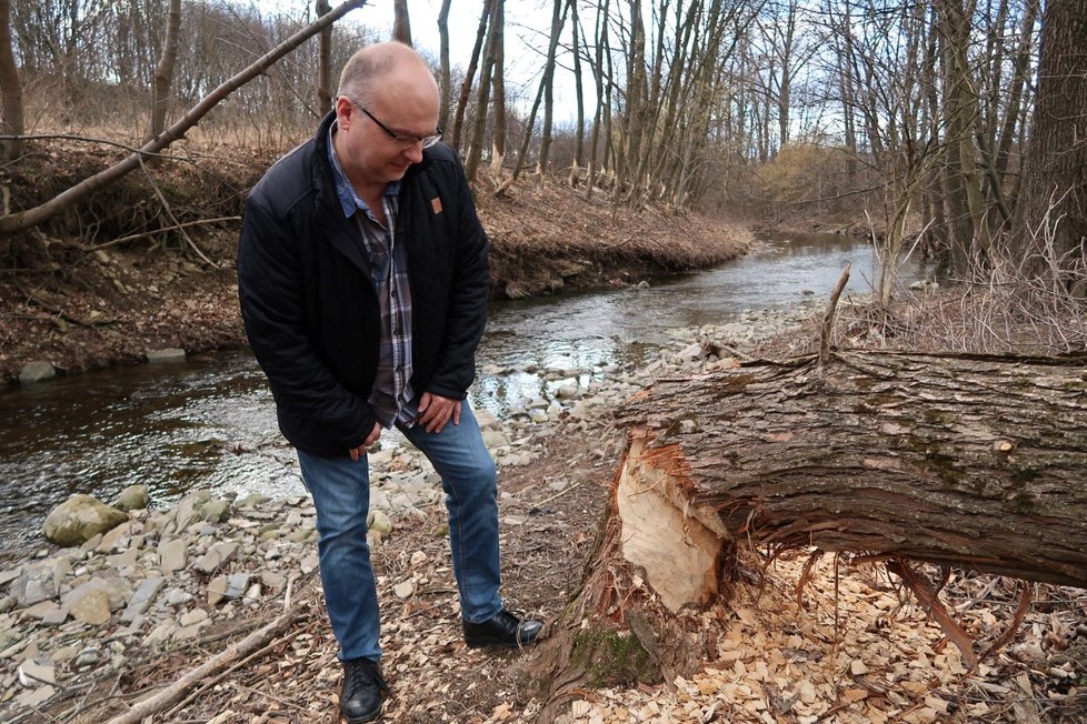 Starosta Javorníka Dalibor Procházka ukazuje řádění bobra na Jamném potoku nad vesnicí.