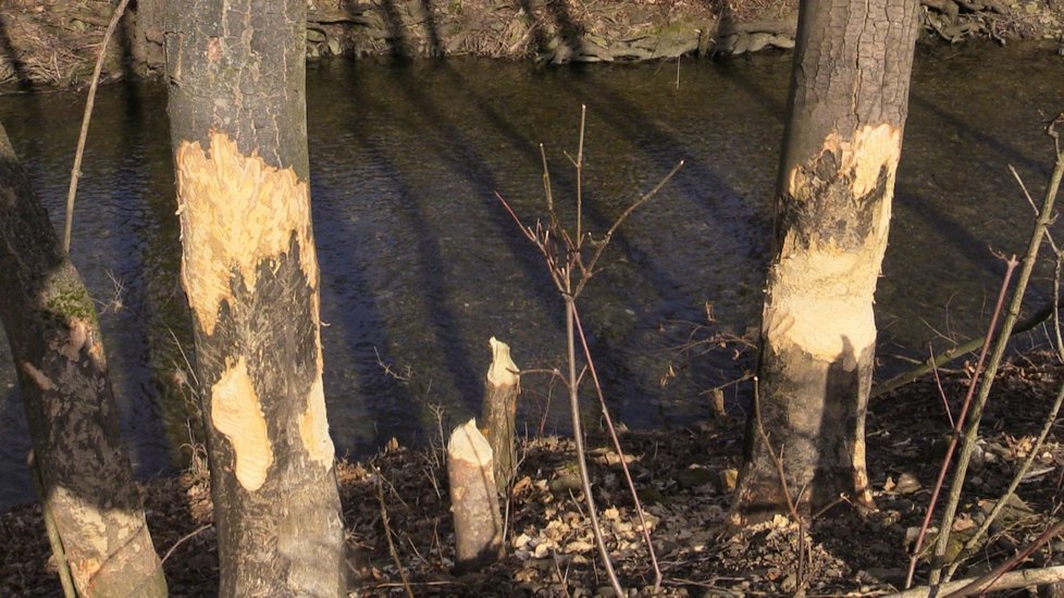 Bobři devastují ve velkém trnky i stromy rostoucí podél potoků na Horňácku.