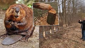 Horňácko terorizují bobři: Hlodavec napadl trnky, pálení slivovice je ohroženo