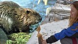 Kuriozita v Třineckých železárnách: Pobíhají tu lišky a nově se usídlili i bobři