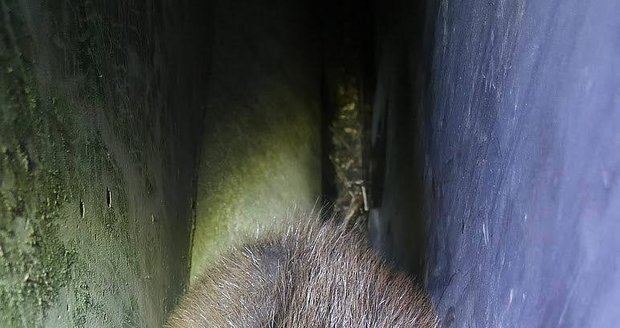 Záchrana bobra ze škvíry u malé vodní elektrárny.