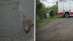 Nezvyklá záchranná akce v Pardubicích: Hasiči pomáhali bobrovi.