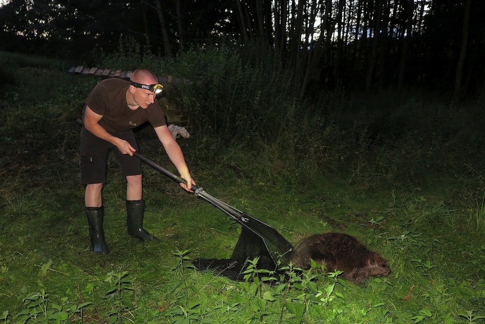 Záchrana bobra, který se propadl do sklepa.