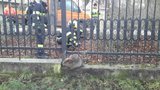 Bobr zaměstnal hasiče: Chlupatý zoufalec potřeboval pomoc, uvízl v plotě
