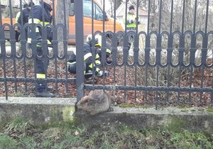 Hasiči ve Veselí nad Moravou vyprostili bobra, který uvízl v plotu Zámeckého parku.