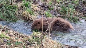 Ochranáři přírody vypustili do potoka uzdraveného bobra.
