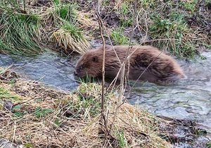 Ochranáři přírody vypustili do potoka uzdraveného bobra.