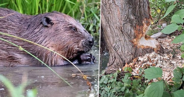 Bobr ve Velké nad Veličkou poškodil strom u mostu.
