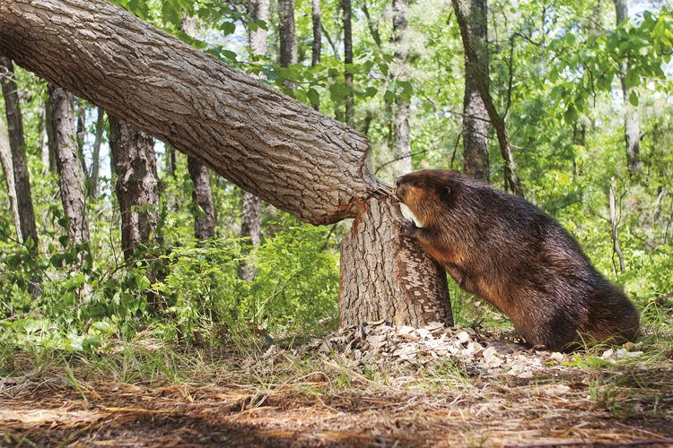 Bobři jsou dobří – nebo snad ne?