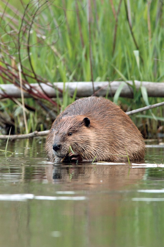 Z vrbových větví si stavějí své hráze bobři a rozšiřují tak mokřad v národním parku Yellowstone