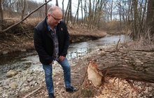 Zdraží slivovice kvůli bobrům?