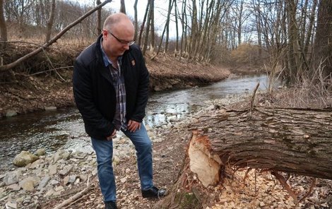 Starosta Javorníka Dalibor Procházka ukazuje řádění bobra.