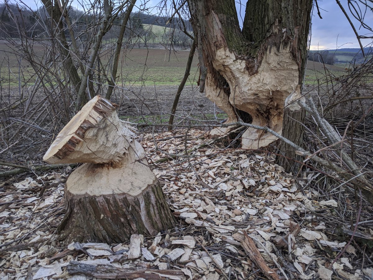 Takto řádí bobři o pár kilometrů dál na Dlouhé řece v Boršicích.