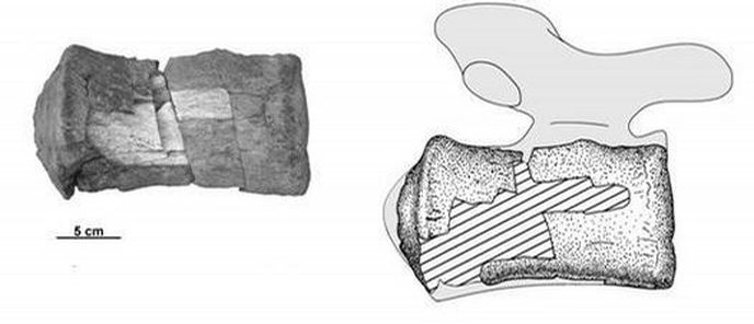 Boční pohled na neúplný ocasní obratel sauropoda (pravděpodobně ze skupiny titanosaurů), který argentinští vědci objevili na ostrově Jamese Rosse.