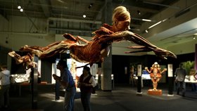 Výstava ukazuje lidské tělo v různých polohách.
