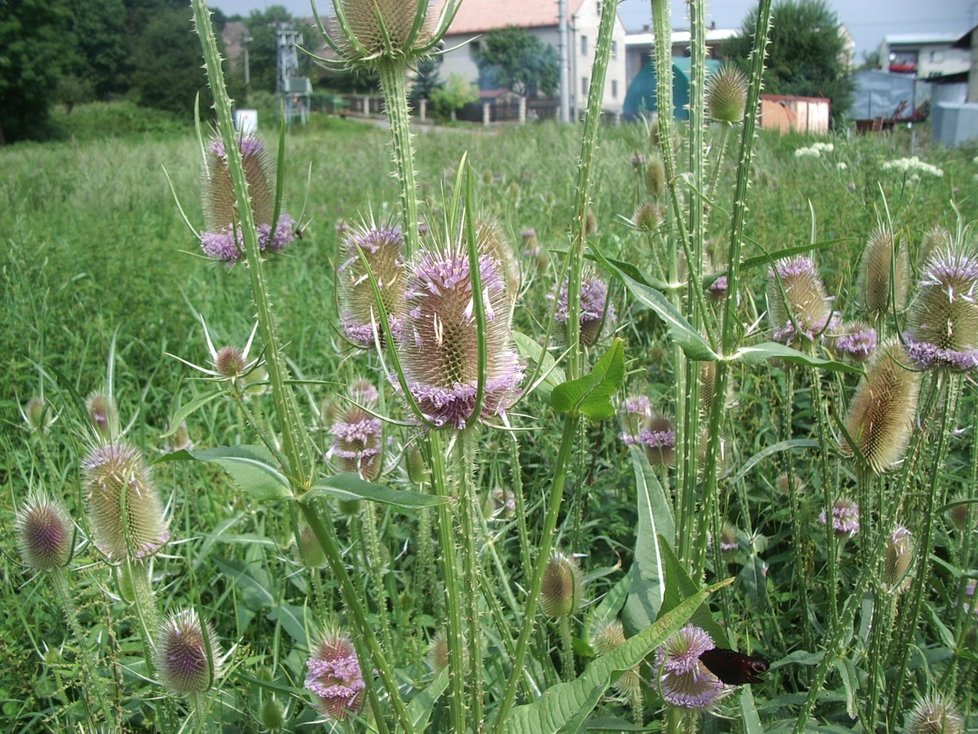 Dvouletka štětka soukenická (Dipsacus sativus) se pěstuje jako dekorativní rostlina.