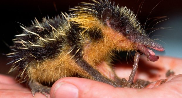 Cvrčící ježci: Ostny bodají i zpívají