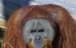 2011 - Dnes je Kamovi 40 a víc než orangutaní samice ho přitahují prsaté ženy.