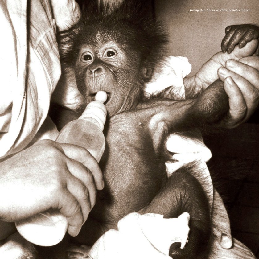 1971 - Kama – první orangutan, který se v Československu narodil.