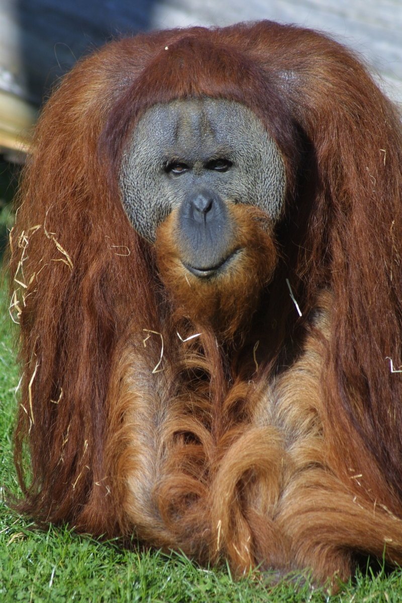 2011 - Dnes je Kamovi 40 a víc než orangutaní samice ho přitahují prsaté ženy.