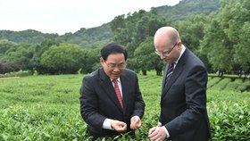 Sobotka v Číně: Premiér zavítal i na čajovou plantáž.