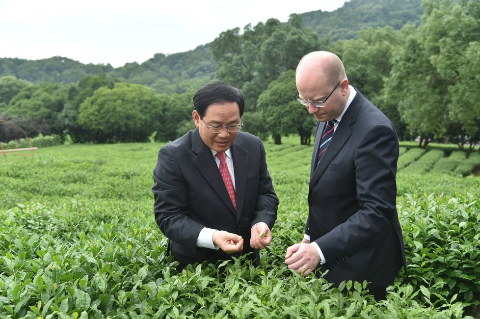 Sobotka v Číně: Premiér zavítal i na čajovou plantáž. (Archivní foto)