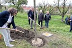 Nová lípa na Petříně na počest 30. výročí vzniku České republiky.