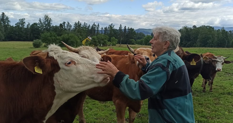 Maminka střelce Kateřina Bolecová (72), která si neumí představit, že by měla svoje milované krávy prodat. Bude muset.