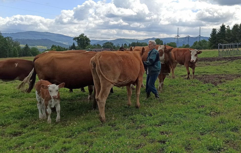 Maminka střelce Kateřina Bolecová (72), která si neumí představit, že by měla svoje milované krávy prodat. Bude muset.