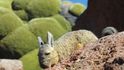 Viskača – typický hlodavec o velikosti králíka z čeledi činčilovitých často oživuje pustá skalní města bolivijského Altiplana